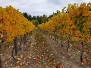 Vines on Bannockburn